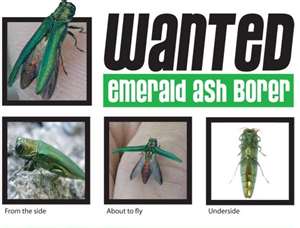 eab5.jpg